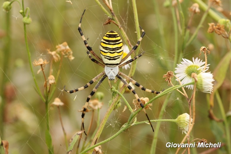 ..sempre un bel vedere...: Argiope bruennichi, femmina - Magenta (MI)